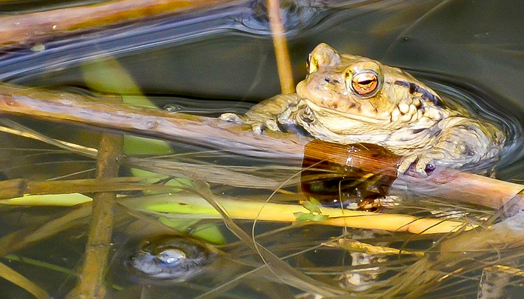 Picture of a frog at Gallows Hill ponds