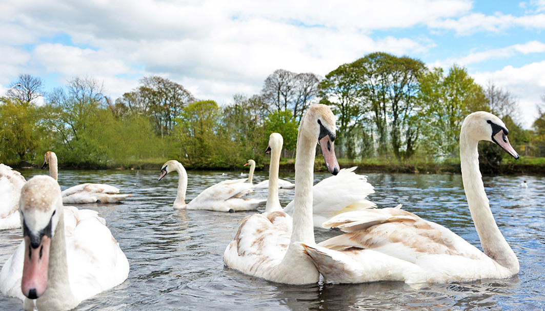 Image of the swans on the River Wharfe